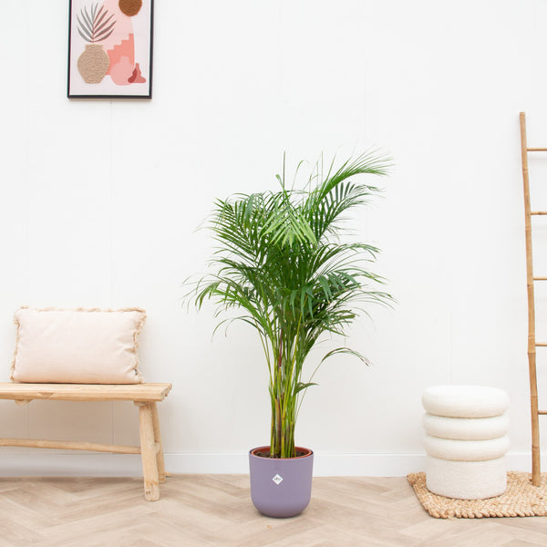 Combi deal - Dypsis Lutescens (Areca palm) inclusief elho Jazz Round - 140cm