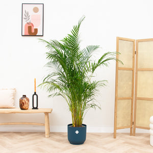 Combi deal - Dypsis Lutescens (Areca palm) inclusief elho Vibes Fold Round - 160cm