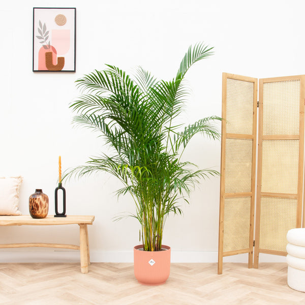 Combi deal - Dypsis Lutescens (Areca palm) inclusief elho Vibes Fold Round - 160cm