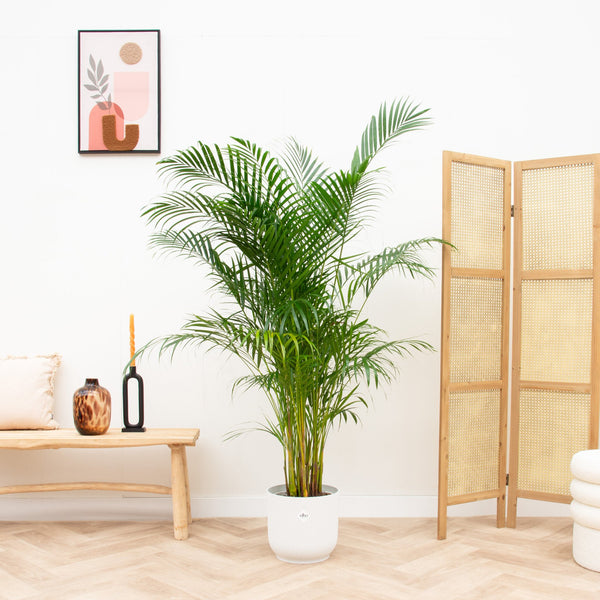 Combi deal - Dypsis Lutescens (Areca palm) inclusief elho Vibes Fold Round - 160cm