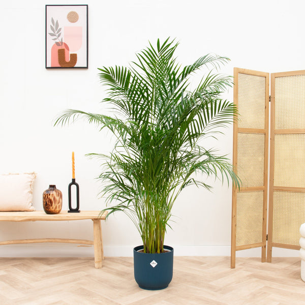 Combi deal - Dypsis Lutescens (Areca palm) inclusief elho Vibes Fold Round - 180cm