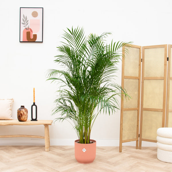 Combi deal - Dypsis Lutescens (Areca palm) inclusief elho Vibes Fold Round - 180cm