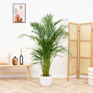 Combi deal - Dypsis Lutescens (Areca palm) inclusief elho Vibes Fold Round - 180cm