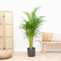 Dypsis Lutescens (Areca palm) - 160cm