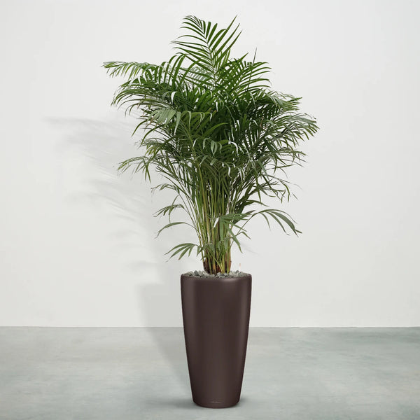 Combi deal - Areca Palm inclusief Angel Espresso M - 210cm