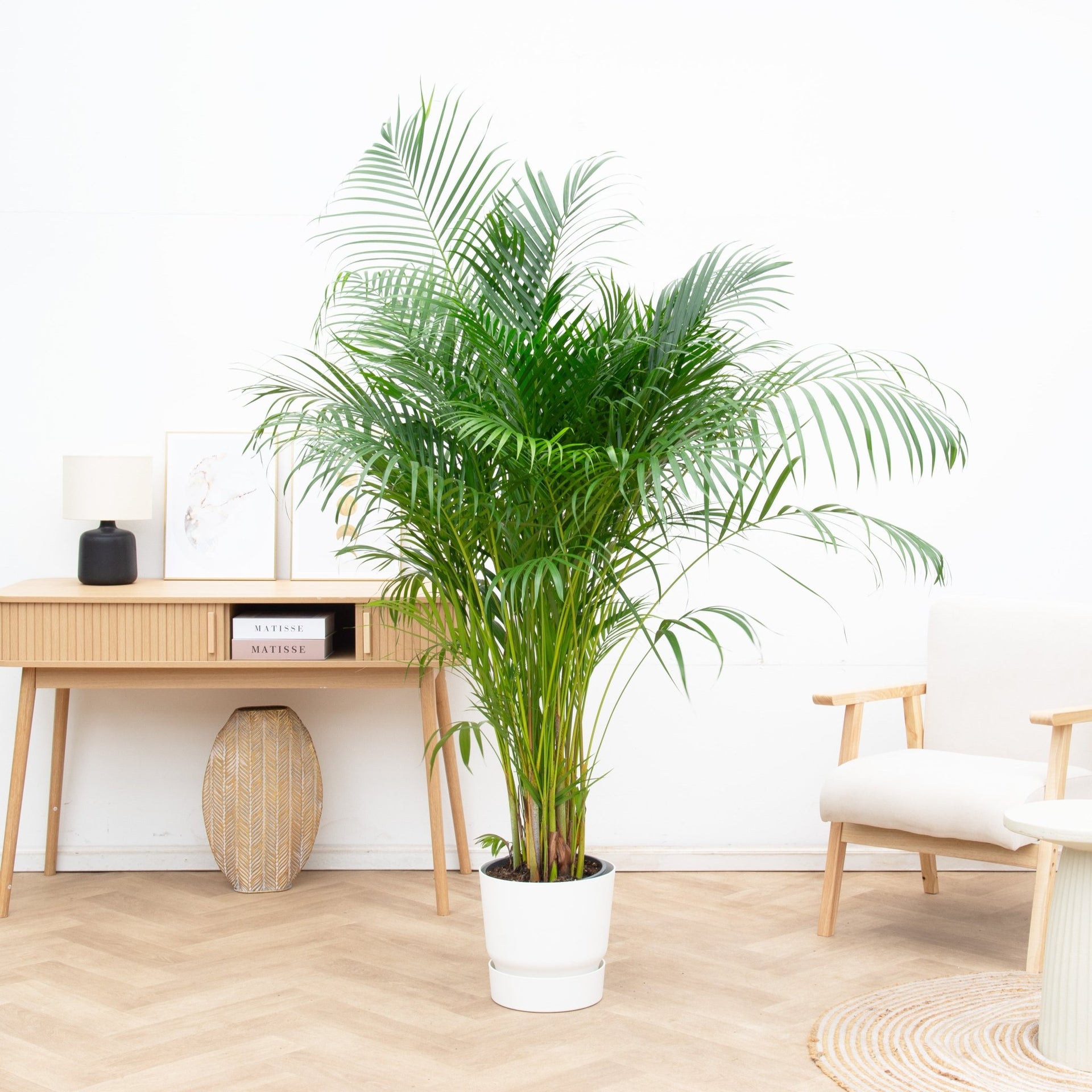 areca indoor palm Dypsis Lutescens (Areca palm) | 140cm