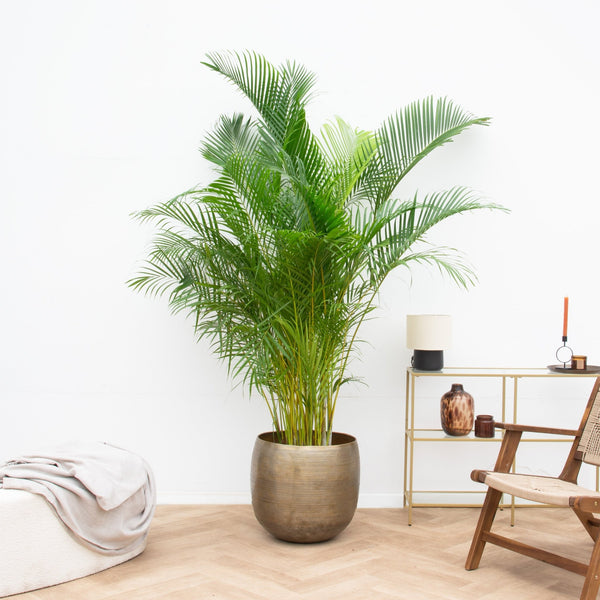 Dypsis Lutescens (Areca palm) - 225cm