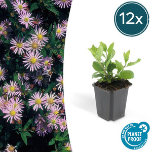 Aster Ageratoides 'Asran' - 20cm