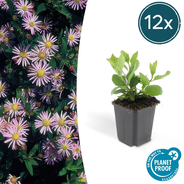 Aster Ageratoides 'Asran' - 20cm