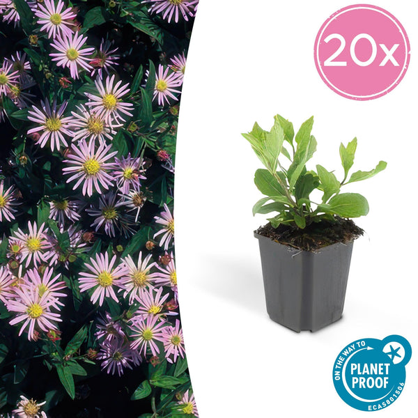 Aster Ageratoides 'Asran' - 20cm