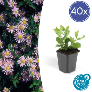 Aster Ageratoides 'Asran' - 20cm
