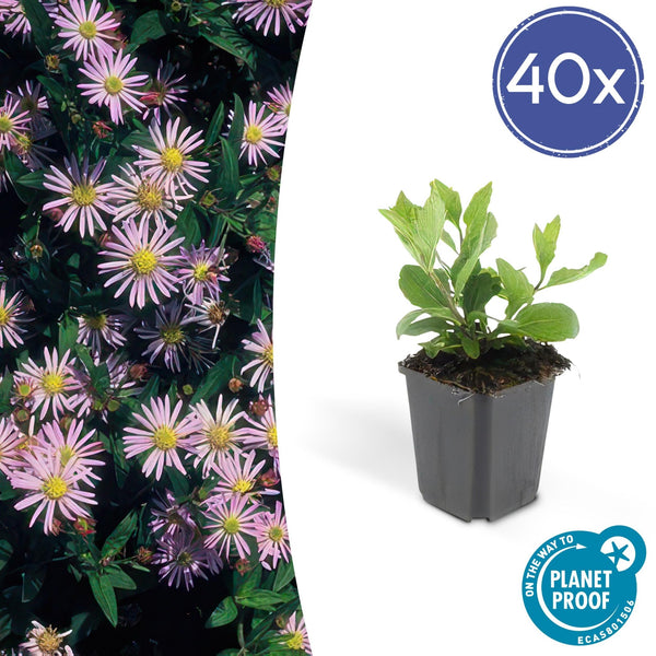 Aster Ageratoides 'Asran' - 20cm