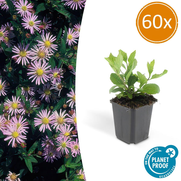 Aster Ageratoides 'Asran' - 20cm