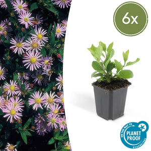 Aster Ageratoides 'Asran' - 20cm