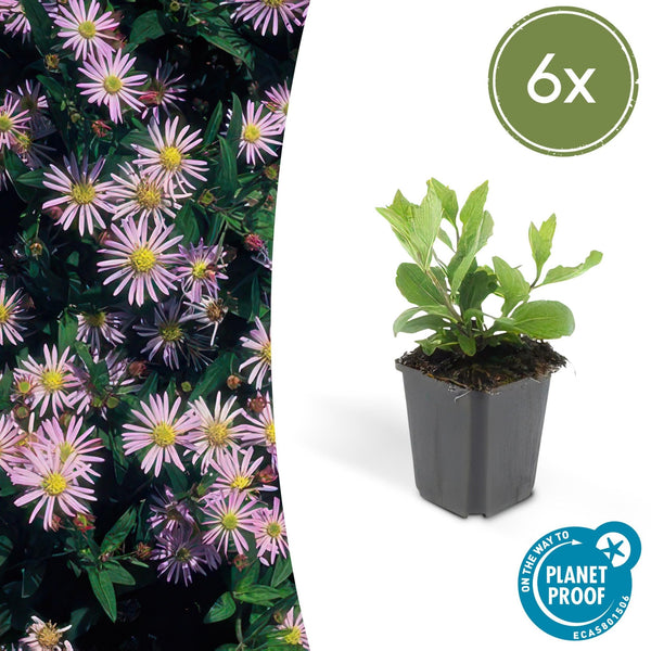 Aster Ageratoides 'Asran' - 20cm