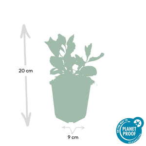 Aster Ageratoides 'Asran' - 20cm
