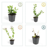 Product afbeelding 4