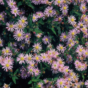 Aster Ageratoides 'Asran' - 20cm