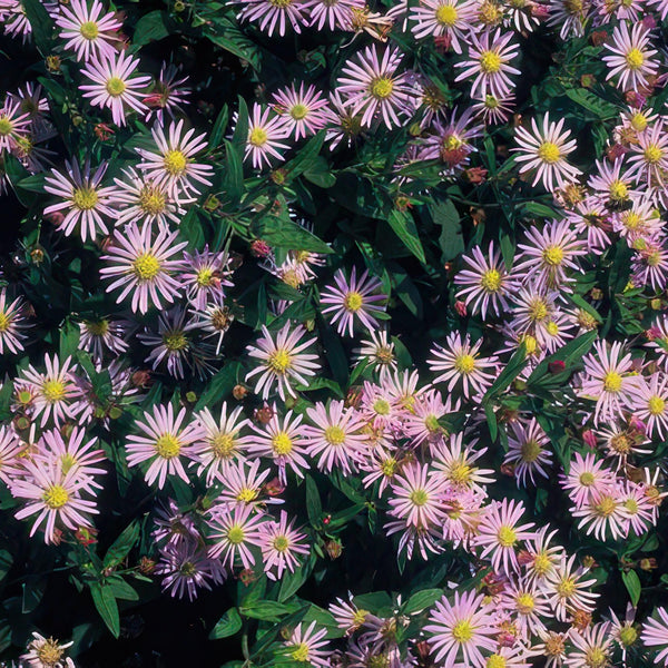Aster Ageratoides 'Asran' - 20cm