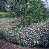 Product afbeelding 6