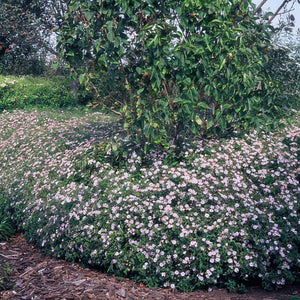 Aster Ageratoides 'Asran' - 20cm