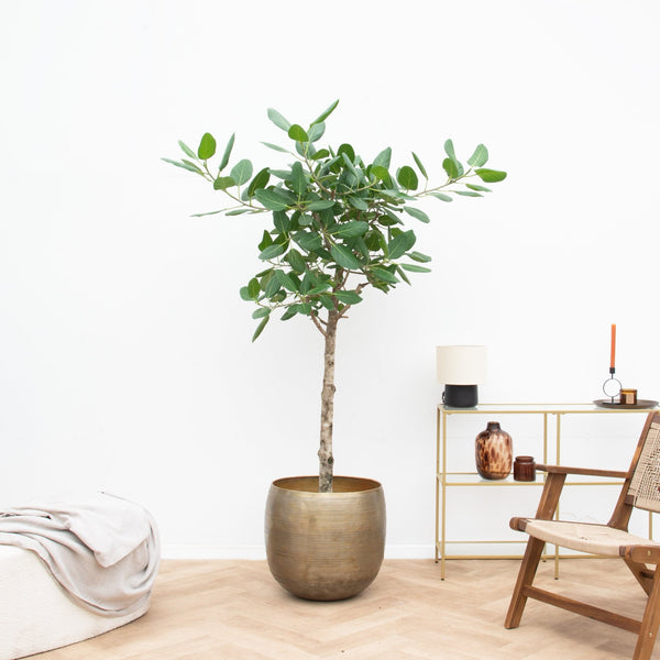 Ficus Benghalensis audrey op stam - 110 cm