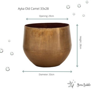 Ayka old camel