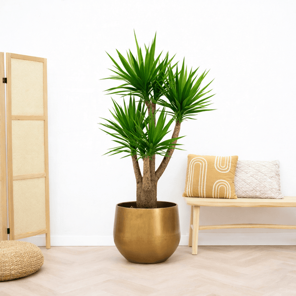 Yucca Elephantipes multistam - 190cm 