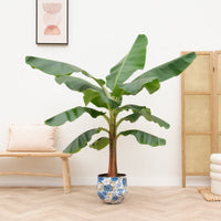 Bananenstaude (Musa) - 180cm