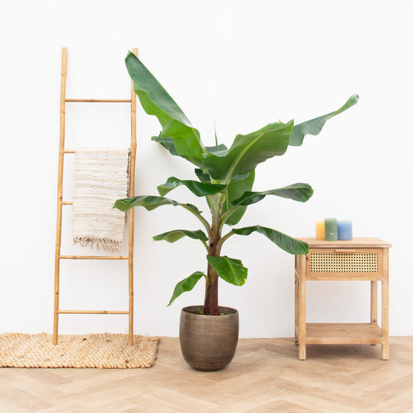 Bananenpflanze XL - 180cm