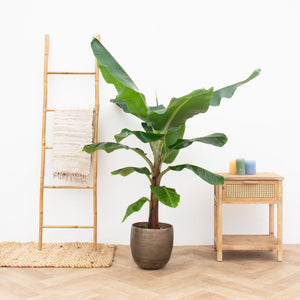 Bananenplant XL - 160cm