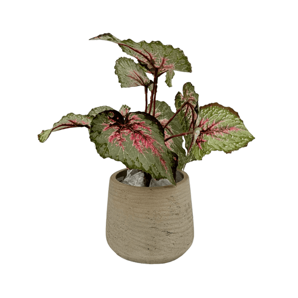 Begonia Bladeren Struik Kunstplant - 20 cm