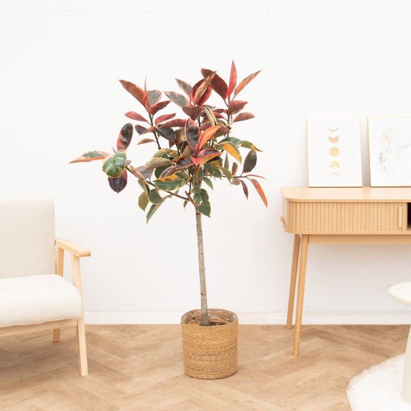 Ficus Elastica Belize op stam - 130cm
