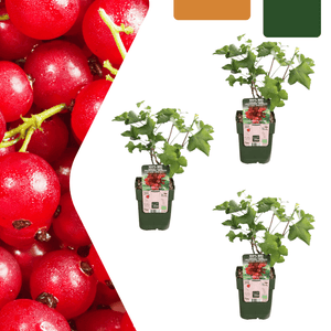 Biologische kruisbessenplanten - 20 cm