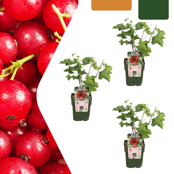 Biologische kruisbessenplanten - 20 cm