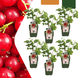Biologische kruisbessenplanten - 20 cm
