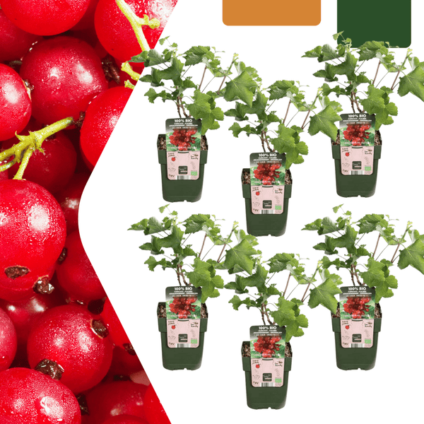 Biologische kruisbessenplanten - 20 cm