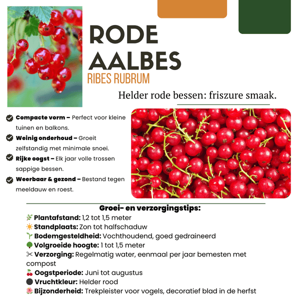 Biologische kruisbessenplanten - 20 cm