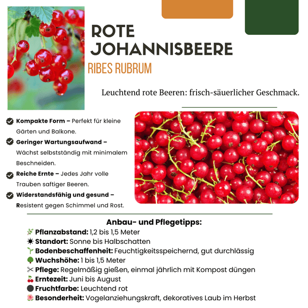 Biologische kruisbessenplanten - 20 cm