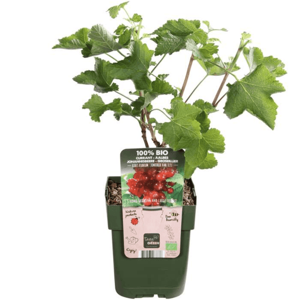 Biologische kruisbessenplanten - 20 cm