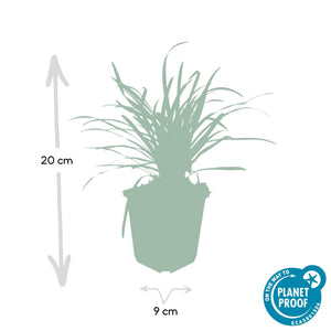 Liriope Muscari 'Big Blue' - 20cm