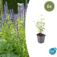 Agastache 'Black Adder' - 20cm