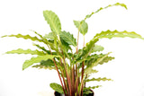 Product afbeelding 2