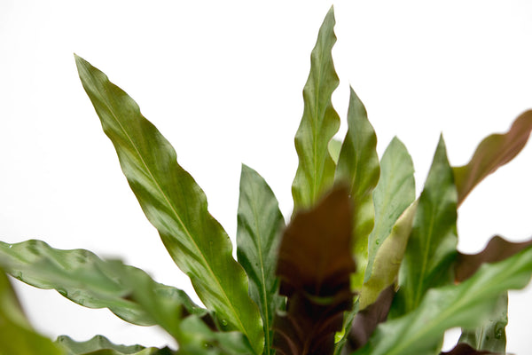 Calathea Elgergrass - 35cm