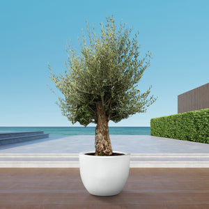 Olive tree Olea Europaea Bonsai  - 250 cm / stem circumference 45-60cm