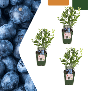 Bosbessenplanten - 20cm