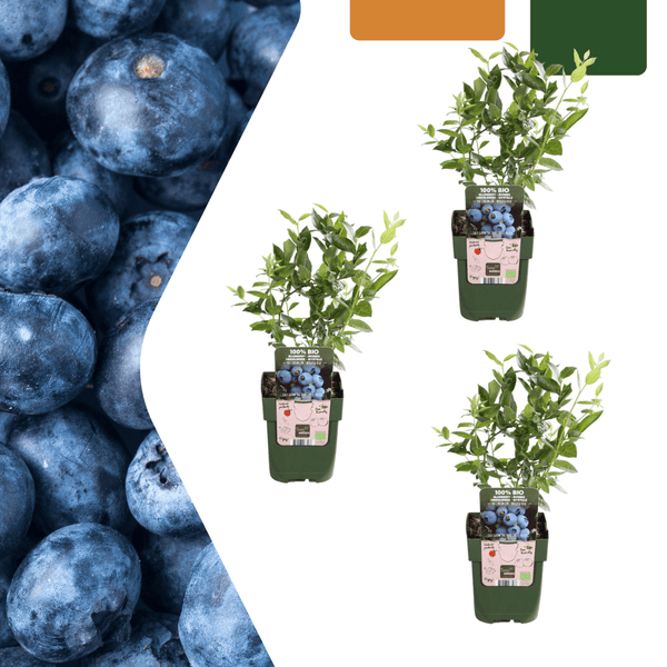 Bosbessenplanten - 20cm