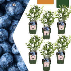 Bosbessenplanten - 20cm