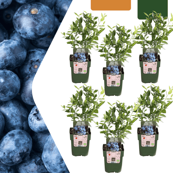 Bosbessenplanten - 20cm