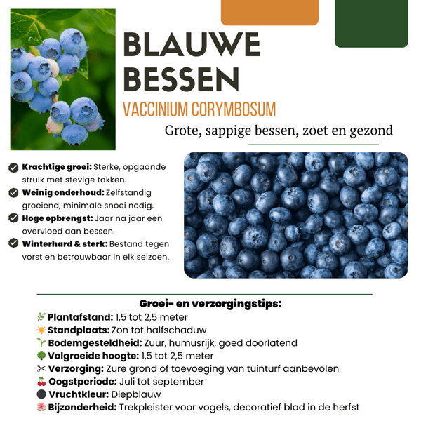 Bosbessenplanten - 20cm
